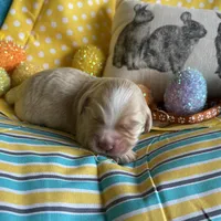 Lasso, a  Miniature Golden Retriever for sale in Coos Bay, OR – Photo 6 of 6