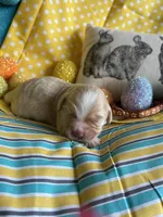 Lasso, a  Miniature Golden Retriever for sale in Coos Bay, OR – Photo 6 of 6