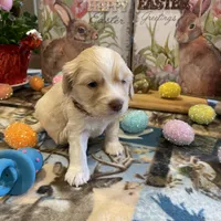 Lasso, a  Miniature Golden Retriever for sale in Coos Bay, OR – Photo 3 of 6