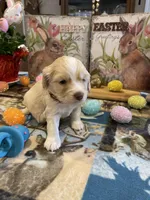 Lasso, a  Miniature Golden Retriever for sale in Coos Bay, OR – Photo 3 of 6