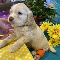 Lasso, a  Miniature Golden Retriever for sale in Coos Bay, OR – Photo 4 of 6