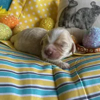 Lasso, a  Miniature Golden Retriever for sale in Coos Bay, OR – Photo 2 of 6