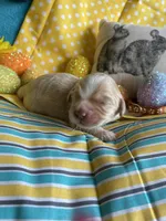 Lasso, a  Miniature Golden Retriever for sale in Coos Bay, OR – Photo 2 of 6