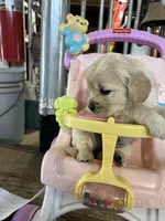 Yellow Collar Female , a female Miniature Golden Retriever for sale in Coos Bay, OR – 3 of 7