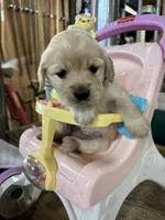 Yellow Collar Female , a female Miniature Golden Retriever for sale in Coos Bay, OR – 2 of 7