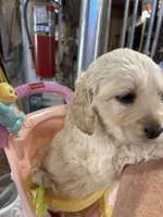 Red Male , a male Miniature Golden Retriever for sale in Coos Bay, OR – 9 of 10