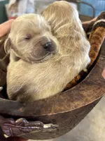 R Female 1, a female Miniature Golden Retriever for sale in Coos Bay, OR – 2 of 2