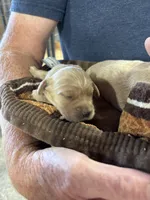 M Male 3, a male Miniature Golden Retriever for sale in Coos Bay, OR – 2 of 2