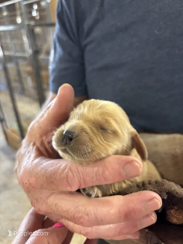 R Female 7 – Miniature Golden Retriever puppy for sale in Coos Bay, OR