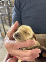 R Female 7, a female Miniature Golden Retriever for sale in Coos Bay, OR – 1 of 2