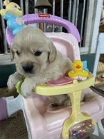 Red Female , a female Miniature Golden Retriever for sale in Coos Bay, OR – 3 of 7