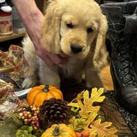 Joshua, a  Miniature Golden Retriever for sale in Coos Bay, OR – Photo 4 of 7