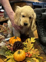 Joshua, a  Miniature Golden Retriever for sale in Coos Bay, OR – Photo 4 of 7