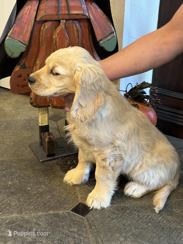 Joshua – Miniature Golden Retriever puppy for sale in Coos Bay, OR