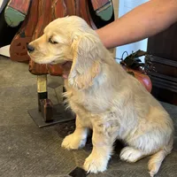 Joshua, a  Miniature Golden Retriever for sale in Coos Bay, OR – Photo 7 of 7