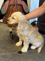Joshua, a  Miniature Golden Retriever for sale in Coos Bay, OR – Photo 7 of 7