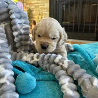Joshua, a  Miniature Golden Retriever for sale in Coos Bay, OR – Photo 2 of 7