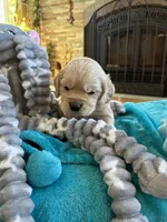 Joshua, a  Miniature Golden Retriever for sale in Coos Bay, OR – Photo 2 of 7