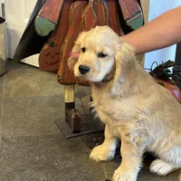 Joshua, a  Miniature Golden Retriever for sale in Coos Bay, OR – Photo 6 of 7