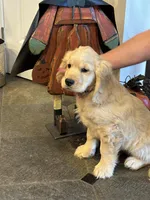 Joshua, a  Miniature Golden Retriever for sale in Coos Bay, OR – Photo 6 of 7