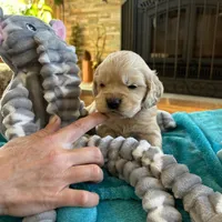 Joshua, a  Miniature Golden Retriever for sale in Coos Bay, OR – Photo 1 of 7