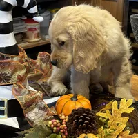 Joshua, a  Miniature Golden Retriever for sale in Coos Bay, OR – Photo 5 of 7