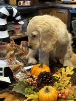 Joshua, a  Miniature Golden Retriever for sale in Coos Bay, OR – Photo 5 of 7