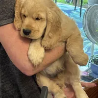 Joshua, a  Miniature Golden Retriever for sale in Coos Bay, OR – Photo 3 of 7