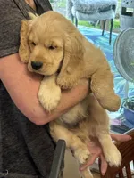 Joshua, a  Miniature Golden Retriever for sale in Coos Bay, OR – Photo 3 of 7