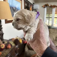 Drk Purple, a  Miniature Golden Retriever for sale in Coos Bay, OR – Photo 5 of 9