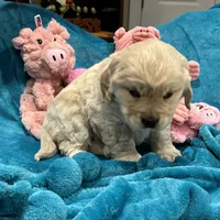 Drk Purple, a  Miniature Golden Retriever for sale in Coos Bay, OR – Photo 4 of 9