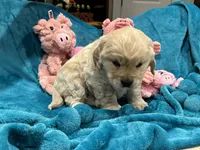 processed/26754e53-23eb-4ff5-b533-296d93aa1cf2/listing/c1829202-dfaa-4329-8baa-19a6d5c22d94/2ff76595-88ae-4669-8ea9-bbdc75ce9bfc