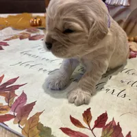 Drk Purple, a  Miniature Golden Retriever for sale in Coos Bay, OR – Photo 8 of 9