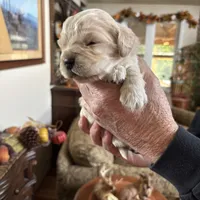 Drk Purple, a  Miniature Golden Retriever for sale in Coos Bay, OR – Photo 6 of 9
