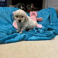 Drk Purple, a  Miniature Golden Retriever for sale in Coos Bay, OR – Photo 1 of 9