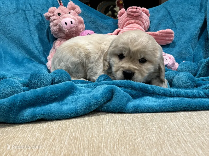 Drk Purple – Miniature Golden Retriever puppy for sale in Coos Bay, OR