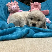 Drk Purple, a  Miniature Golden Retriever for sale in Coos Bay, OR – Photo 2 of 9