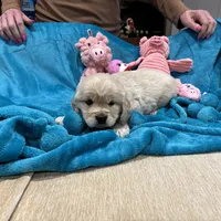 Drk Purple, a  Miniature Golden Retriever for sale in Coos Bay, OR – Photo 3 of 9
