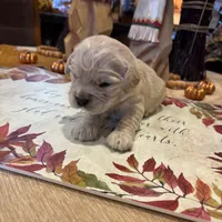 Drk Purple, a  Miniature Golden Retriever for sale in Coos Bay, OR – Photo 9 of 9