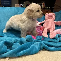 Light Purple, a  Miniature Golden Retriever for sale in Coos Bay, OR – Photo 5 of 8