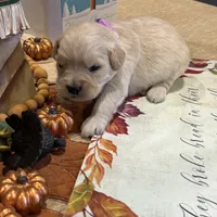 Light Purple, a  Miniature Golden Retriever for sale in Coos Bay, OR – Photo 4 of 8