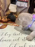 processed/26754e53-23eb-4ff5-b533-296d93aa1cf2/listing/c19a519f-f473-4e5b-afb0-ca172ed8960a/1fadd72d-1a05-40e3-8783-efcb40ddfae6