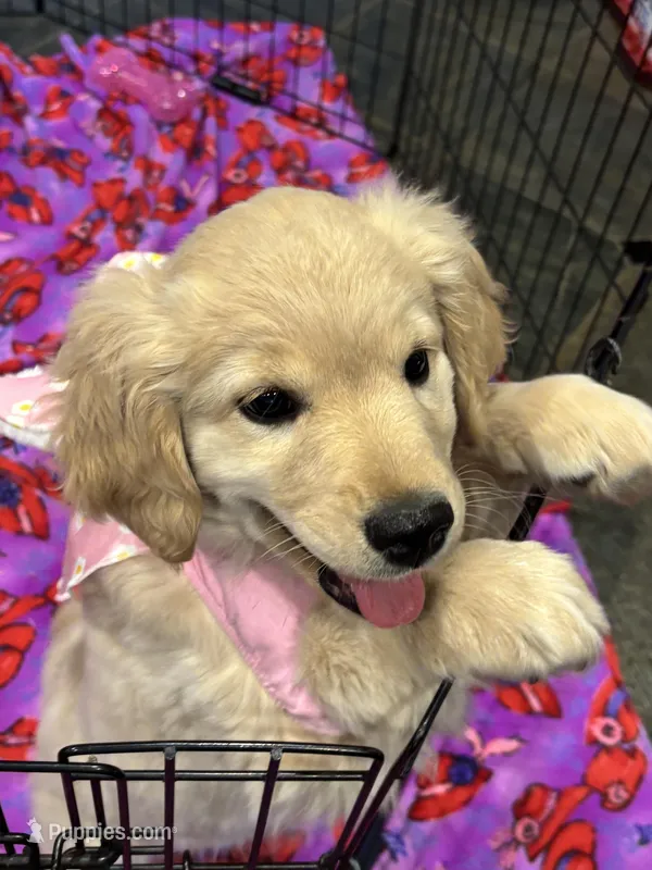 Light Purple – Miniature Golden Retriever puppy for sale in Coos Bay, OR