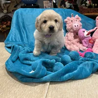 Light Purple, a  Miniature Golden Retriever for sale in Coos Bay, OR – Photo 6 of 8