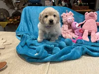 processed/26754e53-23eb-4ff5-b533-296d93aa1cf2/listing/c19a519f-f473-4e5b-afb0-ca172ed8960a/339089c4-946c-4060-8e67-7bea3de9ff5e