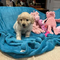 Light Purple, a  Miniature Golden Retriever for sale in Coos Bay, OR – Photo 7 of 8