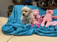 processed/26754e53-23eb-4ff5-b533-296d93aa1cf2/listing/c19a519f-f473-4e5b-afb0-ca172ed8960a/86373396-914a-4ef6-9d79-7accd5a45ed1