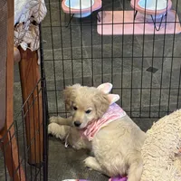 Light Purple, a  Miniature Golden Retriever for sale in Coos Bay, OR – Photo 3 of 8