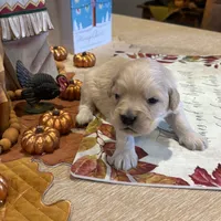Light Purple, a  Miniature Golden Retriever for sale in Coos Bay, OR – Photo 8 of 8