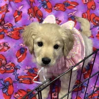 Light Purple, a  Miniature Golden Retriever for sale in Coos Bay, OR – Photo 1 of 8